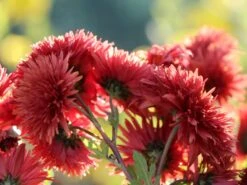 Winteraster 'Pizzicato' 13 Winteraster 'Pizzicato' -Edelrosen Geschaft winteraster pizzicato m074176 w 4