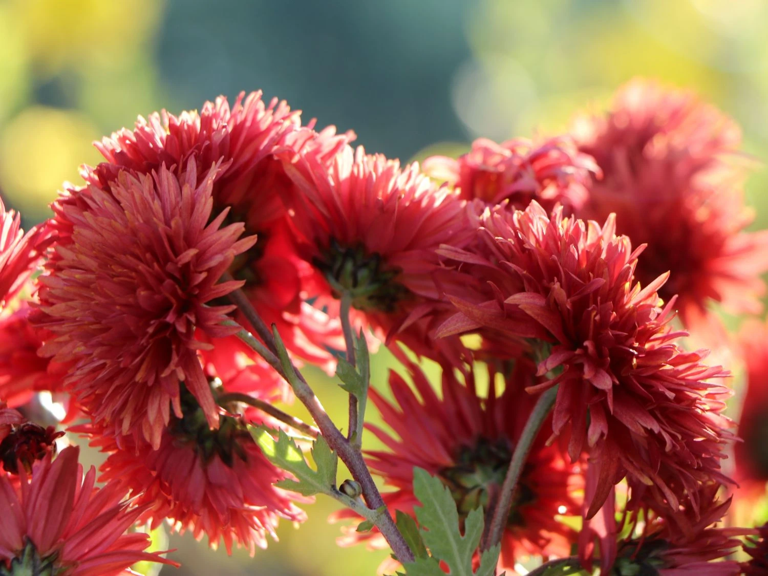 Winteraster 'Pizzicato' 5 Winteraster 'Pizzicato' – Bild 5