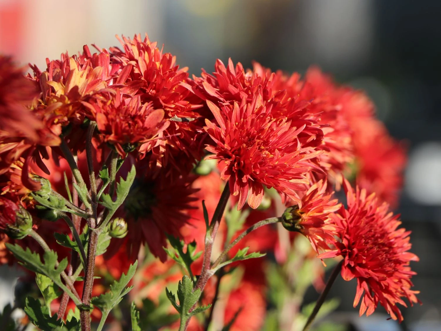 Winteraster 'Pizzicato' 2 Winteraster 'Pizzicato' – Bild 2