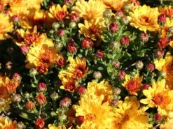 Winteraster 'Zeus' -Edelrosen Geschaft winteraster zeus m108426 w 0