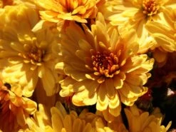 Winteraster 'Zeus' -Edelrosen Geschaft winteraster zeus m108426 w 2