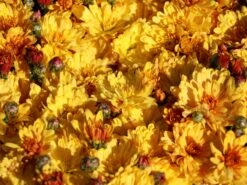 Winteraster 'Zeus' -Edelrosen Geschaft winteraster zeus m108426 w 3