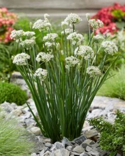 Zierlauch 'Cliffs Of Dover' 8 Zierlauch 'Cliffs Of Dover' -Edelrosen Geschaft zierlauch cliffs of dover m117772 w 0