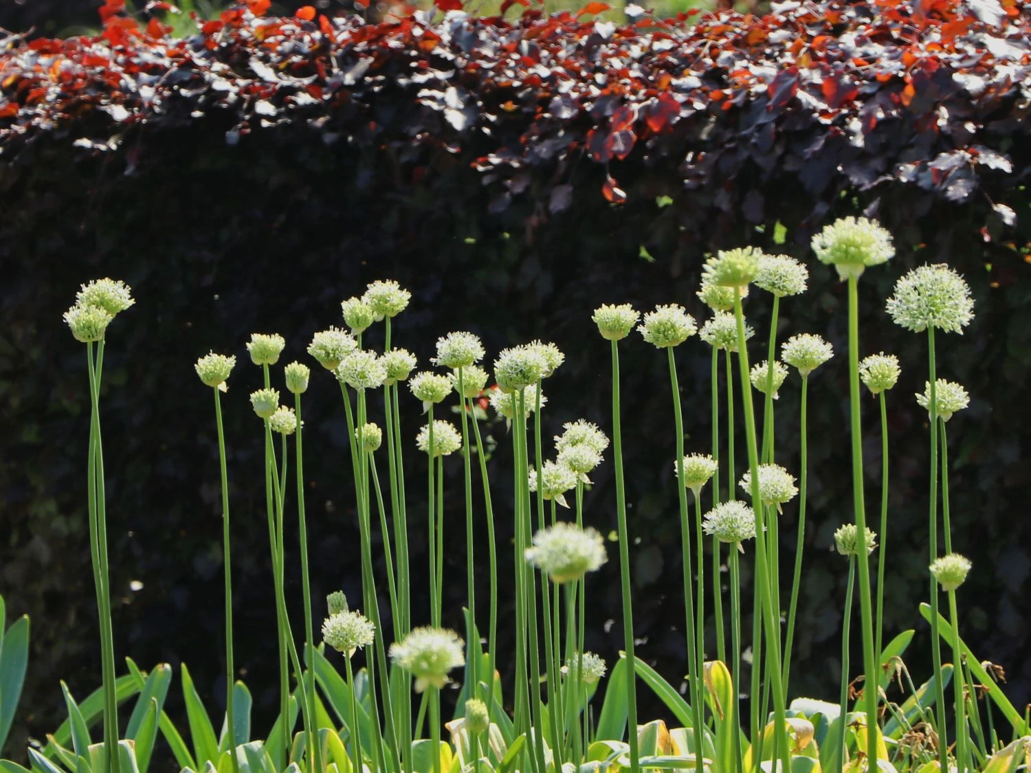 Zierlauch 'Cliffs Of Dover' 2 Zierlauch 'Cliffs Of Dover' – Bild 2