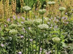 Zierlauch 'Cliffs Of Dover' 9 Zierlauch 'Cliffs Of Dover' -Edelrosen Geschaft zierlauch cliffs of dover m117772 w 2