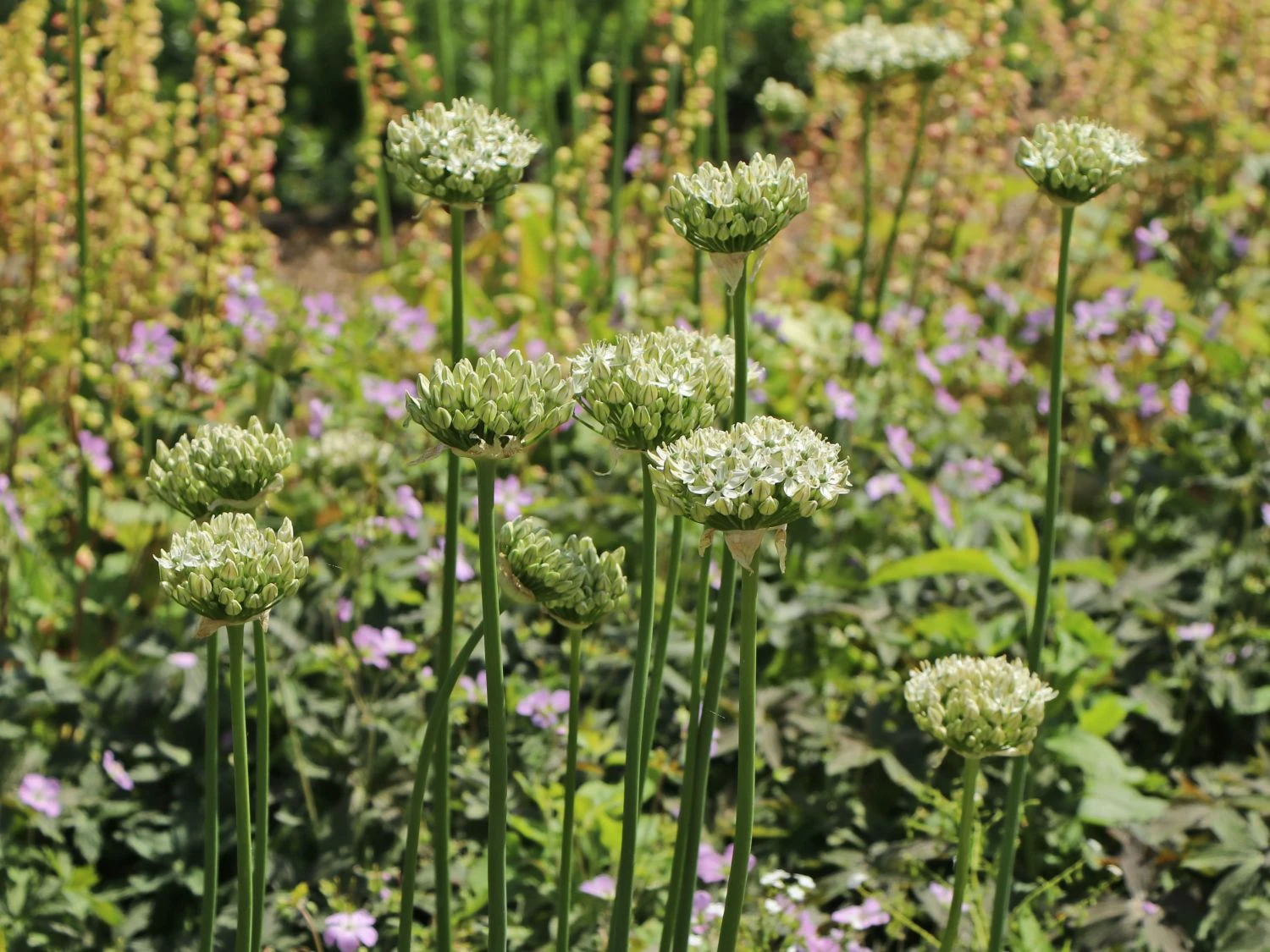 Zierlauch 'Cliffs Of Dover' 4 Zierlauch 'Cliffs Of Dover' – Bild 4