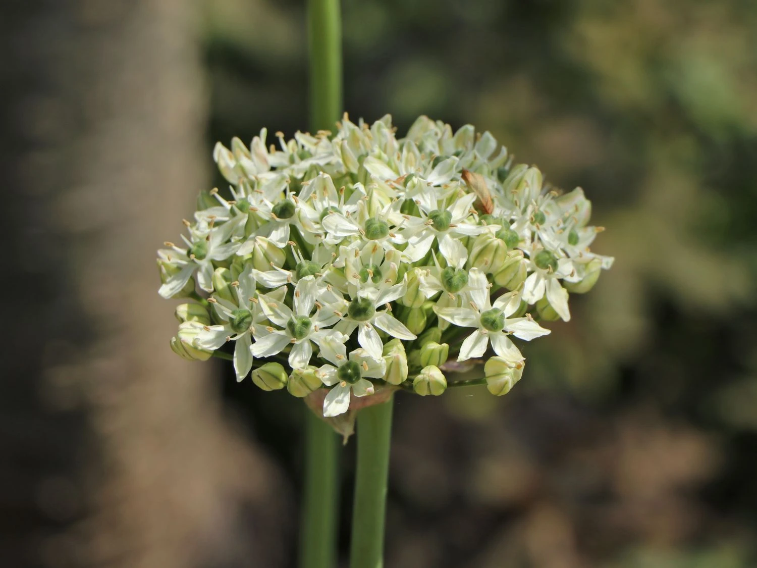 Zierlauch 'Cliffs Of Dover' 5 Zierlauch 'Cliffs Of Dover' – Bild 5