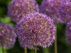 Zierlauch 'Globemaster' -Edelrosen Geschaft zierlauch globemaster m076742 w 0