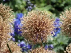 Zierlauch 'Globemaster' -Edelrosen Geschaft zierlauch globemaster m076742 w 1