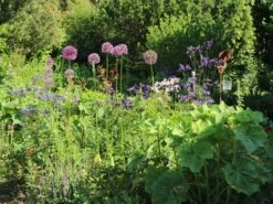 Zierlauch 'Globemaster' -Edelrosen Geschaft zierlauch globemaster m076742 w 2