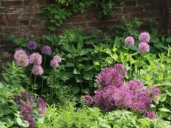 Zierlauch 'Globemaster' -Edelrosen Geschaft zierlauch globemaster m076742 w 3