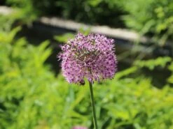 Zierlauch 'Globemaster' -Edelrosen Geschaft zierlauch globemaster m076742 w 4