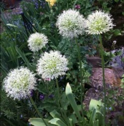 Zierlauch 'Mount Everest' 23 Zierlauch 'Mount Everest' -Edelrosen Geschaft zierlauch mount everest m078049 676001 0