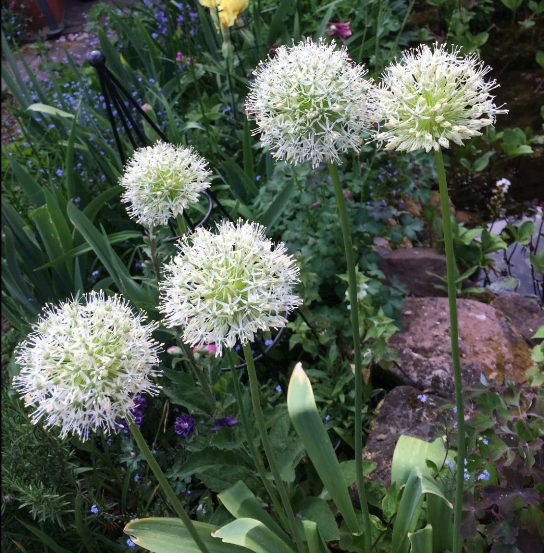 Zierlauch 'Mount Everest' 12 Zierlauch 'Mount Everest' – Bild 12