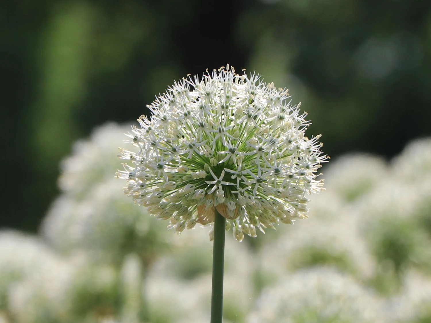 Zierlauch 'Mount Everest' 10 Zierlauch 'Mount Everest' – Bild 10