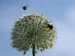 Zierlauch 'Mount Everest' 15 Zierlauch 'Mount Everest' -Edelrosen Geschaft zierlauch mount everest m078049 w 1