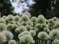 Zierlauch 'Mount Everest' 19 Zierlauch 'Mount Everest' -Edelrosen Geschaft zierlauch mount everest m078049 w 2