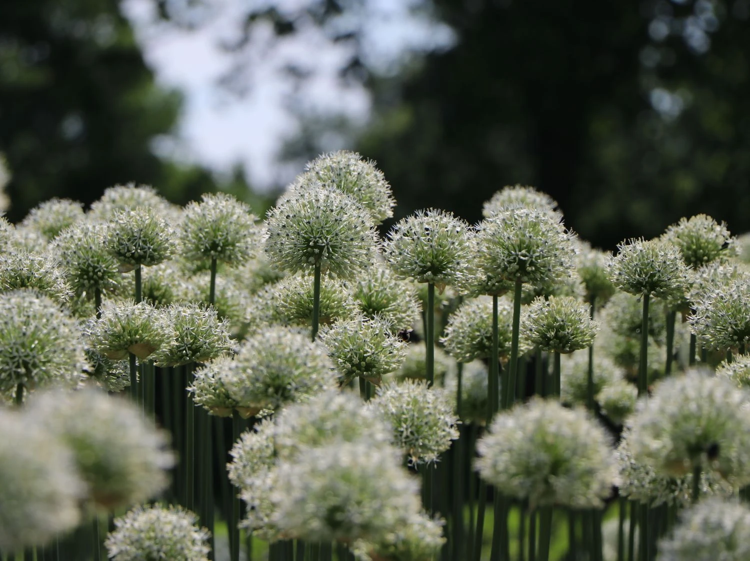 Zierlauch 'Mount Everest' 8 Zierlauch 'Mount Everest' – Bild 8