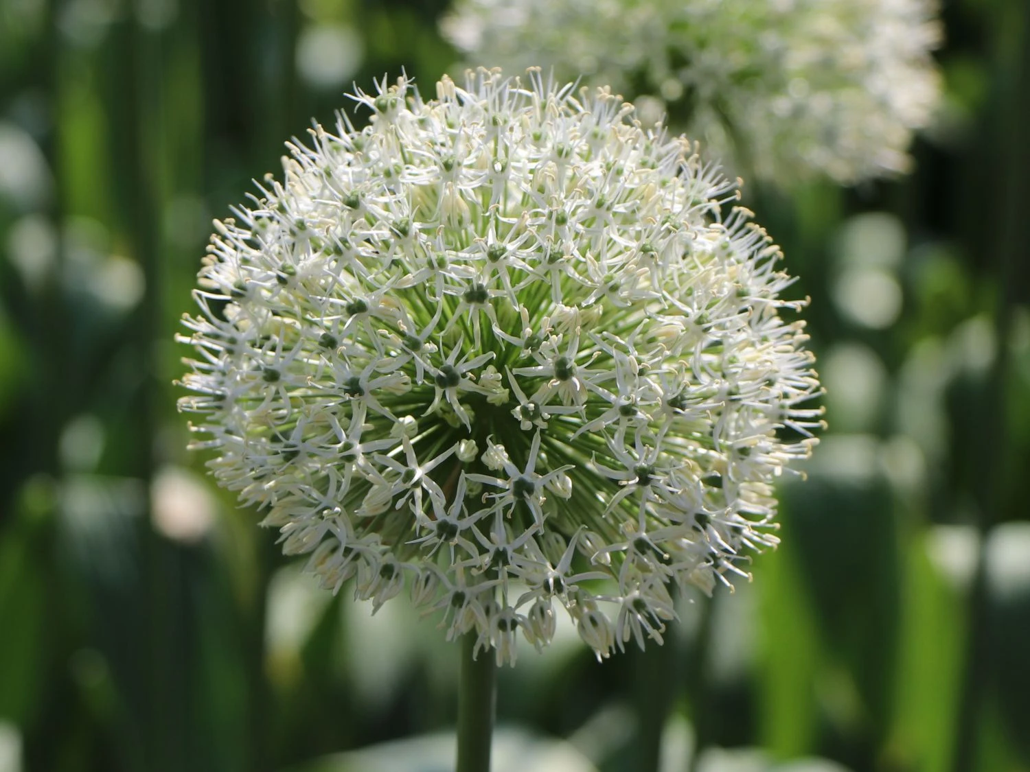 Zierlauch 'Mount Everest' 6 Zierlauch 'Mount Everest' – Bild 6