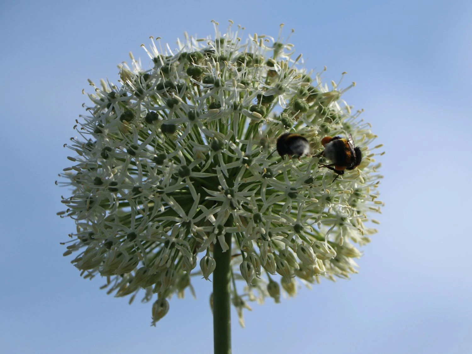 Zierlauch 'Mount Everest' 9 Zierlauch 'Mount Everest' – Bild 9