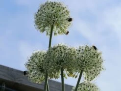 Zierlauch 'Mount Everest' 22 Zierlauch 'Mount Everest' -Edelrosen Geschaft zierlauch mount everest m078049 w 5