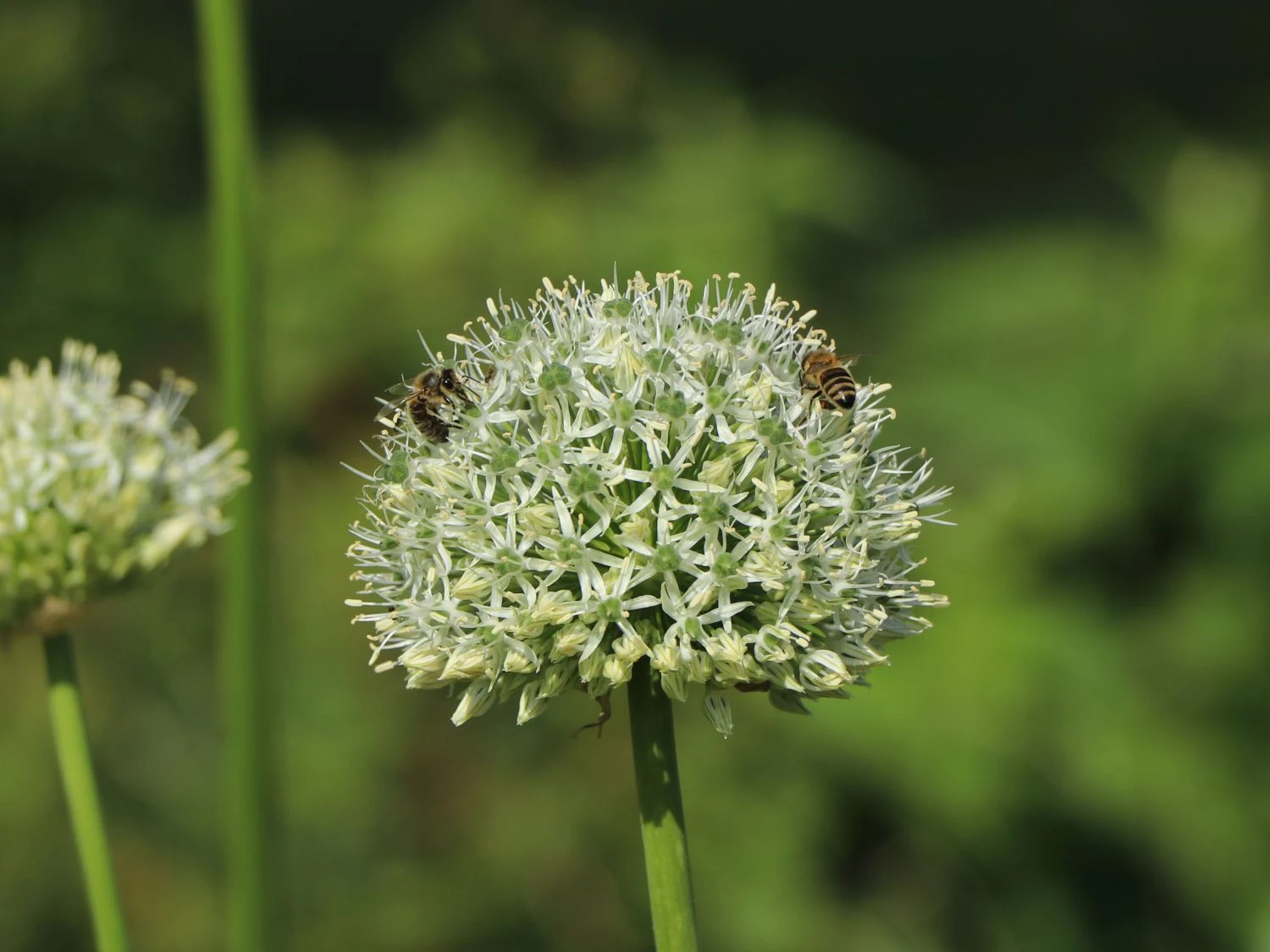 Zierlauch 'Mount Everest' 7 Zierlauch 'Mount Everest' – Bild 7