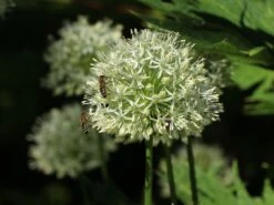 Zierlauch 'Mount Everest' 16 Zierlauch 'Mount Everest' -Edelrosen Geschaft zierlauch mount everest m078049 w 7