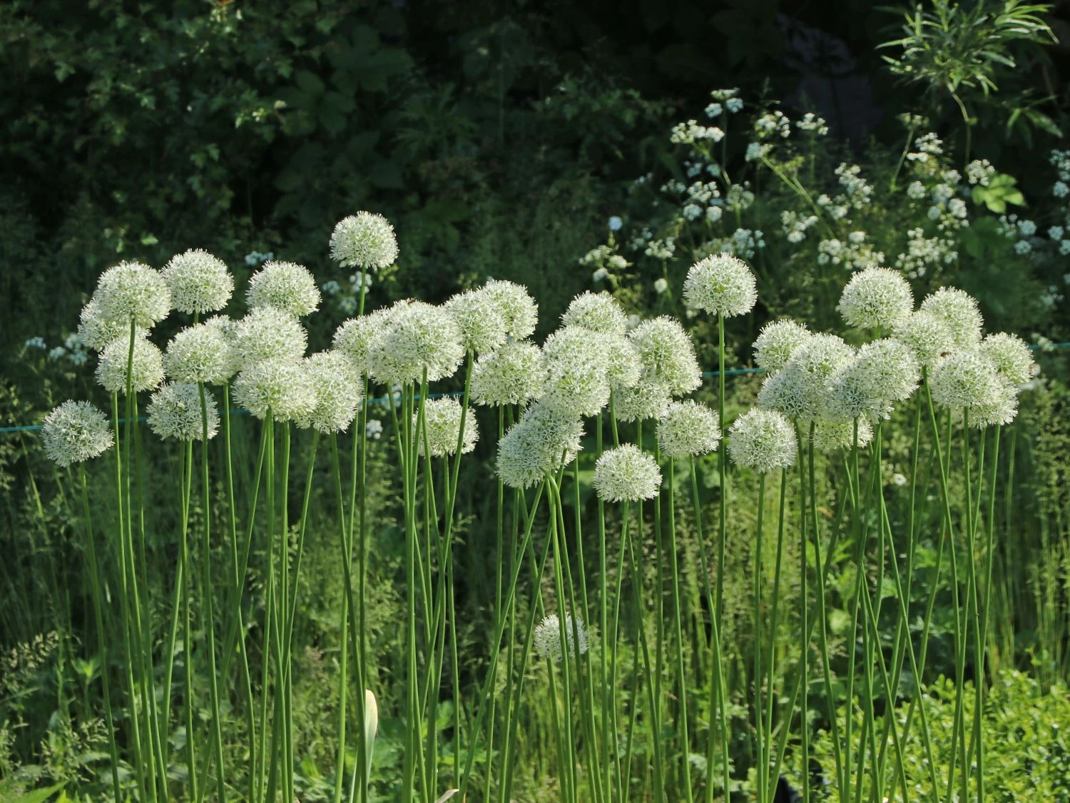 Zierlauch 'Mount Everest' 2 Zierlauch 'Mount Everest' – Bild 2