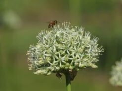 Zierlauch 'Mount Everest' 14 Zierlauch 'Mount Everest' -Edelrosen Geschaft zierlauch mount everest m078049 w 9