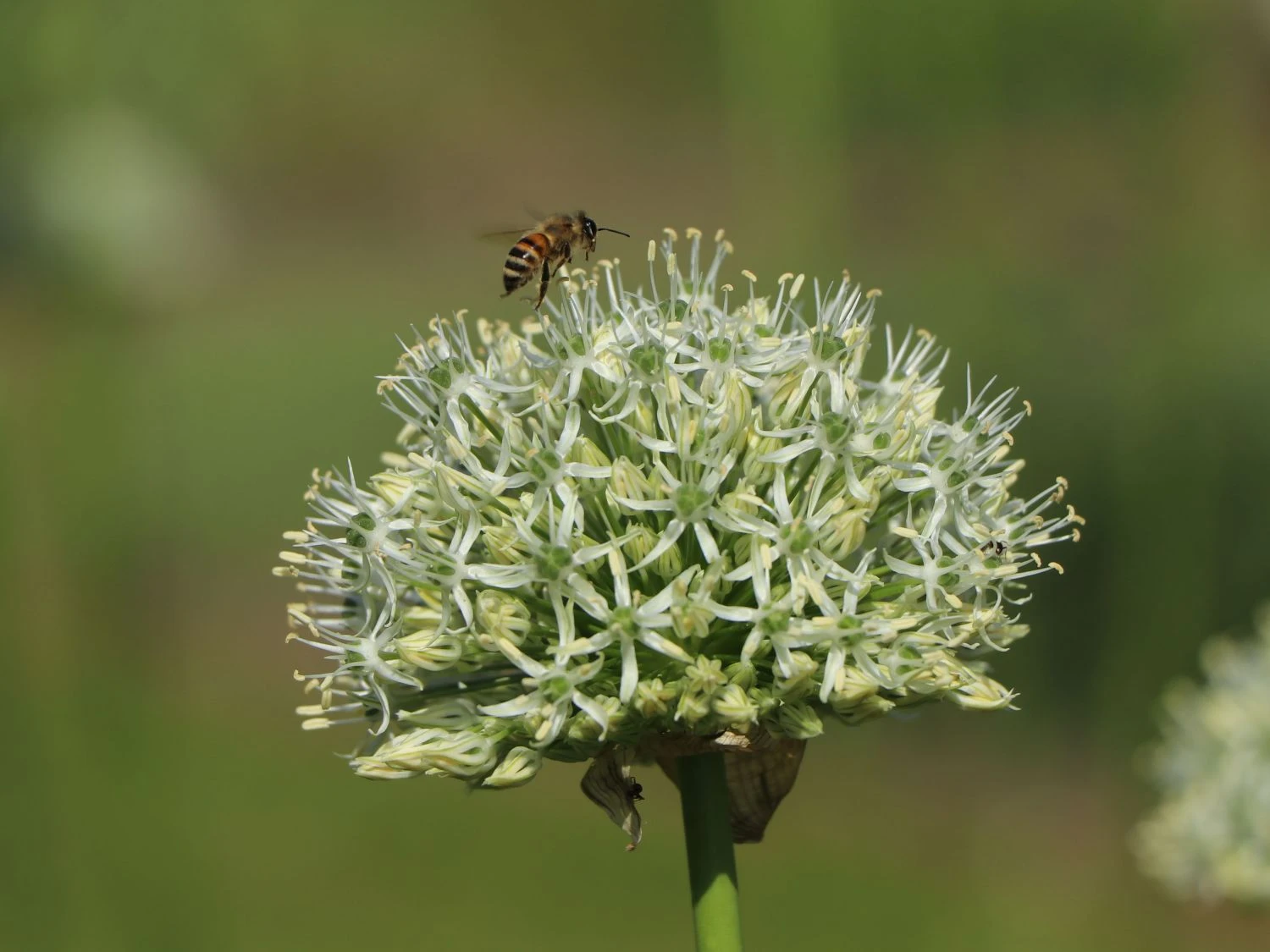 Zierlauch 'Mount Everest' 3 Zierlauch 'Mount Everest' – Bild 3