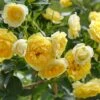 Zwerg-Kletterrose 'Elida' ® / 'Starlet' ®