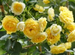 Zwerg-Kletterrose 'Elida' ® / 'Starlet' ®