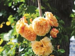 Zwerg-Kletterrose Starlet®-Rose 'Lizzy' ®