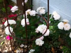 Zwerg-Kletterrose Starlet®-Rose 'Alina' ® -Edelrosen Geschaft zwerg kletterrose starlet rose alina m094402 1046906 0