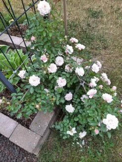 Zwerg-Kletterrose Starlet®-Rose 'Alina' ® -Edelrosen Geschaft zwerg kletterrose starlet rose alina m094402 1446677 0