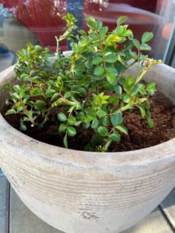 Zwerg-Kletterrose Starlet®-Rose 'Alina' ® -Edelrosen Geschaft zwerg kletterrose starlet rose alina m094402 193676 0