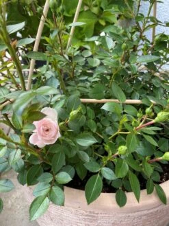 Zwerg-Kletterrose Starlet®-Rose 'Alina' ® -Edelrosen Geschaft zwerg kletterrose starlet rose alina m094402 193676 1