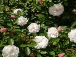 Zwerg-Kletterrose Starlet®-Rose 'Alina' ® -Edelrosen Geschaft zwerg kletterrose starlet rose alina m094402 651255 1