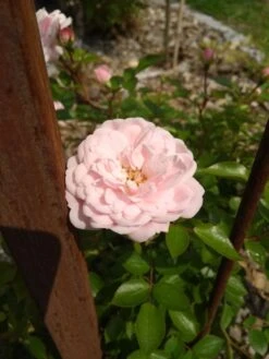 Zwerg-Kletterrose Starlet®-Rose 'Alina' ® -Edelrosen Geschaft zwerg kletterrose starlet rose alina m094402 859167 0