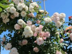 Zwerg-Kletterrose Starlet®-Rose 'Alina' ®