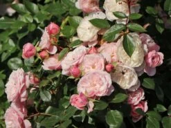 Zwerg-Kletterrose Starlet®-Rose 'Alina' ® -Edelrosen Geschaft zwerg kletterrose starlet rose alina m094402 w 2