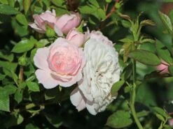 Zwerg-Kletterrose Starlet®-Rose 'Alina' ® -Edelrosen Geschaft zwerg kletterrose starlet rose alina m094402 w 3