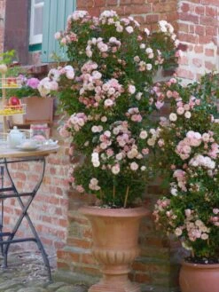 Zwerg-Kletterrose Starlet®-Rose 'Alina' ® -Edelrosen Geschaft zwerg kletterrose starlet rose alina m094402 w 5