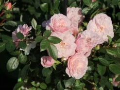 Zwerg-Kletterrose Starlet®-Rose 'Alina' ® -Edelrosen Geschaft zwerg kletterrose starlet rose alina m094402 w 9