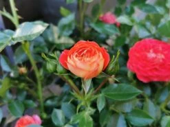 Zwerg-Kletterrose Starlet®-Rose 'Carmen' ® -Edelrosen Geschaft zwerg kletterrose starlet rose carmen m094404 1047895 0