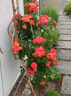 Zwerg-Kletterrose Starlet®-Rose 'Carmen' ® -Edelrosen Geschaft zwerg kletterrose starlet rose carmen m094404 193676 0