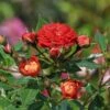 Zwerg-Kletterrose Starlet®-Rose 'Carmen' ®