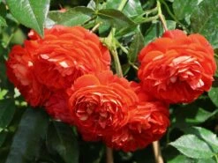 Zwerg-Kletterrose Starlet®-Rose 'Carmen' ® -Edelrosen Geschaft zwerg kletterrose starlet rose carmen m094404 w 11