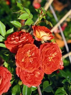 Zwerg-Kletterrose Starlet®-Rose 'Carmen' ® -Edelrosen Geschaft zwerg kletterrose starlet rose carmen m094404 w 2