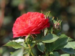 Zwerg-Kletterrose Starlet®-Rose 'Carmen' ® -Edelrosen Geschaft zwerg kletterrose starlet rose carmen m094404 w 3